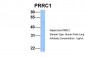 PRRC1 antibody - middle region